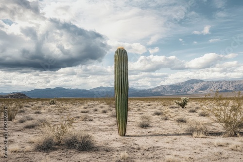 A Saguaro cactus in the Sonoran Desert, Arizona, USA. photo