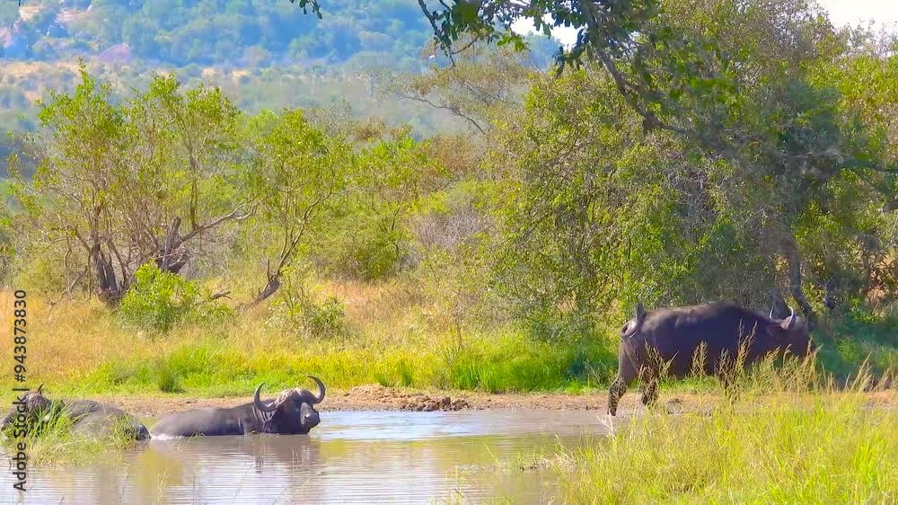 Water Buffalo crossing river in Kruger National Park, South Africa Water Buffalo crossing river in Kruger National Park, South Africa