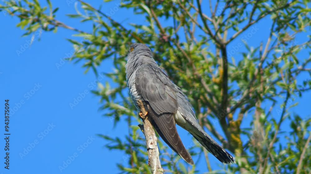 Cuckoo (Cuculus canorus) sits on a branch and calls on a sunny summer morning in Magdeburg - Saxony Anhalt - Germany - Europe Cuckoo (Cuculus canorus) sits on a branch and calls on a sunny summer morning in Magdeburg - Saxony Anhalt - Germany - Europe