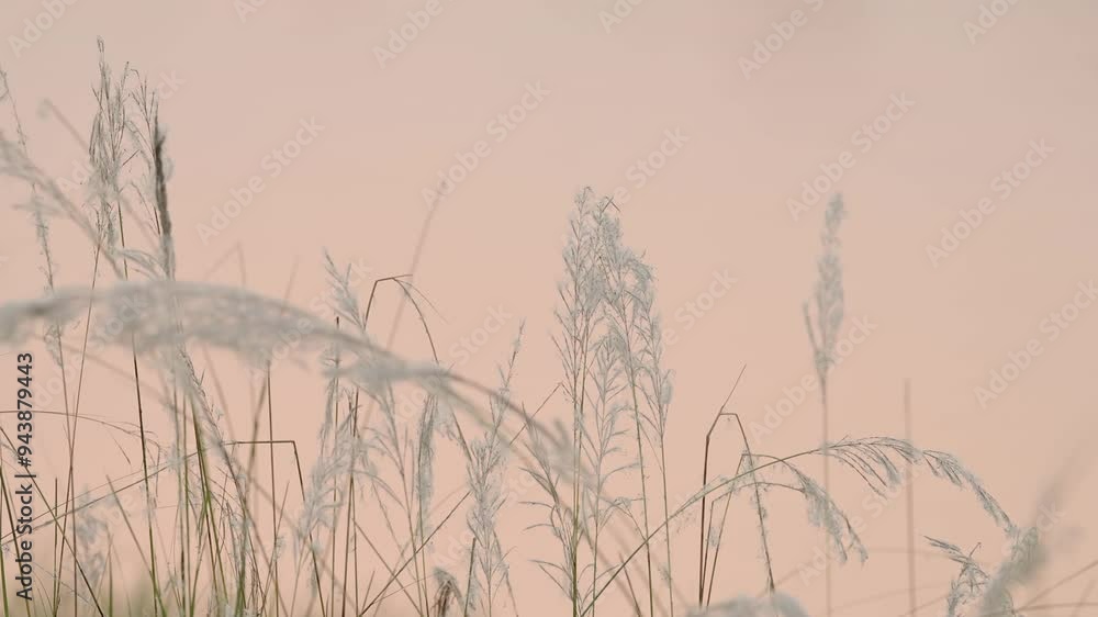 Pampas Grass by a River in Orange Sunset, Close Up Detail Nature Shot Background with Plants, River and Sunset Sun Reflecting off the Water in Chitwan National Park in Nepal in Peaceful Scene Pampas Grass by a River in Orange Sunset, Close Up Detail Nature Shot Background with Plants, River and Sunset Sun Reflecting off the Water in Chitwan National Park in Nepal in Peaceful Scene