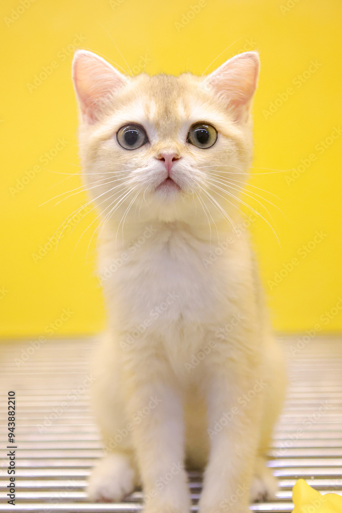 A young kitten, just born,British Shorthair A young kitten, just born,British Shorthair