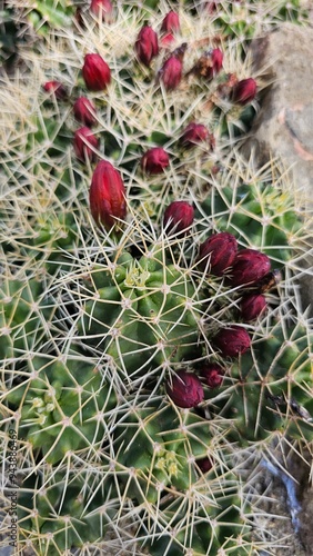 Red buds of cactus flowers photo