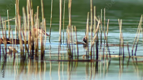 Great Crested Grebe (Podiceps cristatus) family with young chicks swims on a reflective lake on a sunny summer morning in Magdeburg - Saxony Anhalt - Germany - Europe