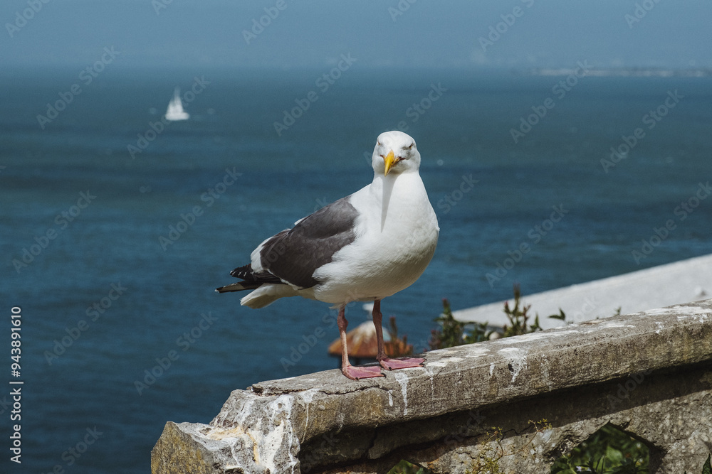Seagulls in front of pacific ocean Seagulls in front of pacific ocean