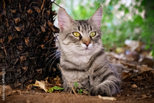 Cat on the grass