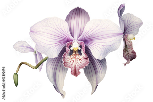 Botanical illustration of orchid flower, isolated on white background.