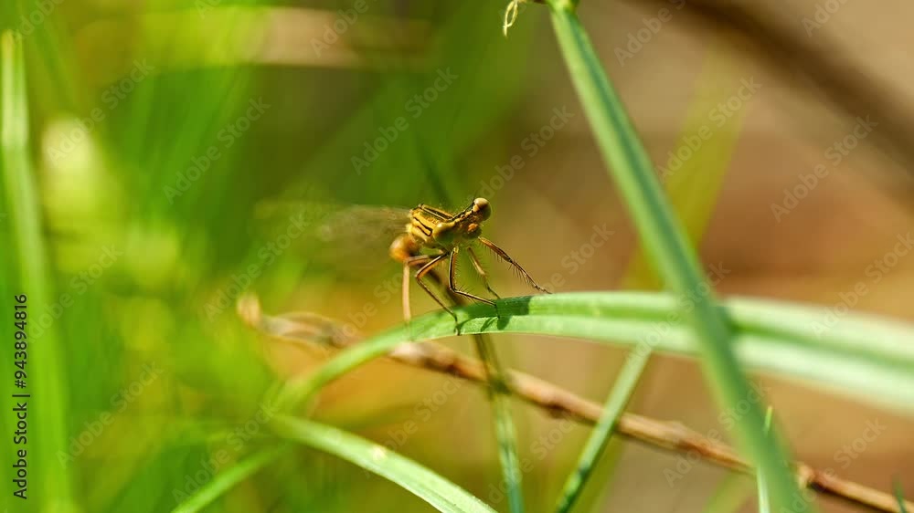Large dragonfly sits on a stalk and basks in the sun on a sunny summer morning in Magdeburg - Saxony Anhalt - Germany - Europe Large dragonfly sits on a stalk and basks in the sun on a sunny summer morning in Magdeburg - Saxony Anhalt - Germany - Europe