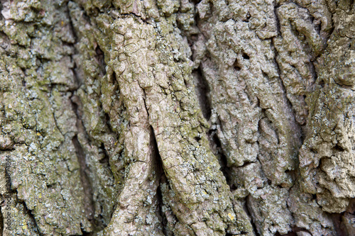 Texture of Tree Bark, Ontario, Canada