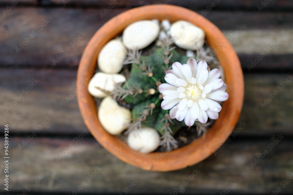 A terracotta pot containing a blooming cactus with white flowers and round, bulbous parts, set against a wooden surface with a blurred background. A terracotta pot containing a blooming cactus with white flowers and round, bulbous parts, set against a wooden surface with a blurred background.