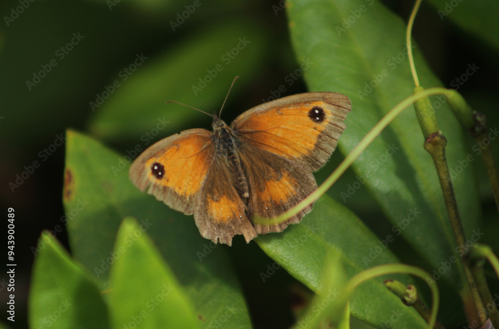 butterfly on leaf butterfly on leaf