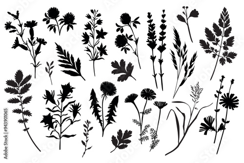 Set of flower and leaves silhouettes. Hand drawn floral design elements. Black and white outlines of wild flowers and leaves isolated on white background.