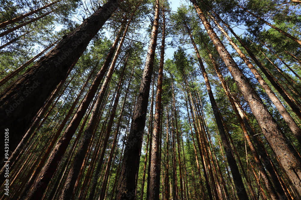 Fototapeta premium Karakan Pine Forest. National forest situated in Siberia.