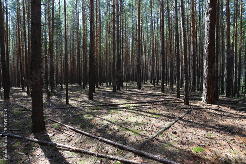 Karakan Pine Forest. National forest situated in Siberia. photo