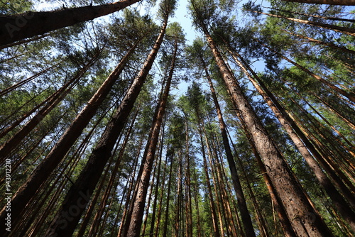 Karakan Pine Forest. National forest situated in Siberia. photo