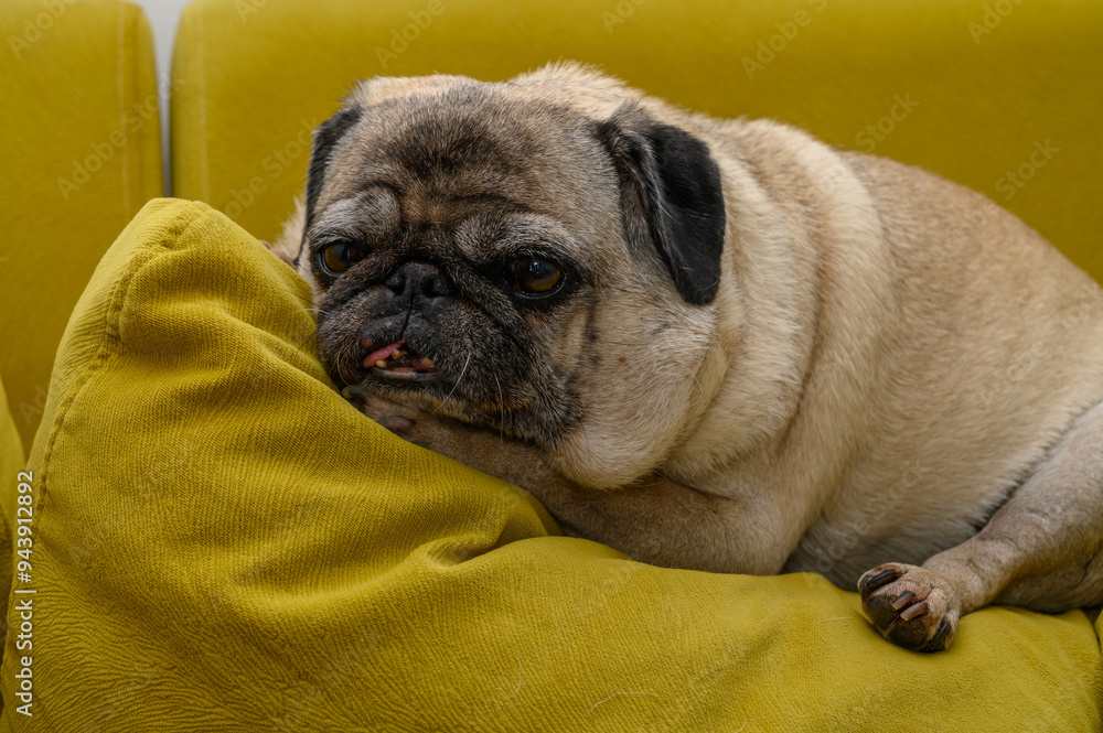 old pug resting on a pillow on the sofa old pug resting on a pillow on the sofa