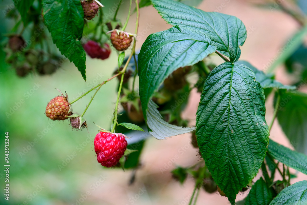 A ripe raspberry stands next to other raspberries in the making.