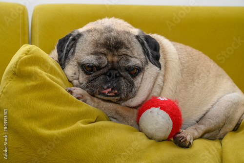 old pug lies on a yellow pillow