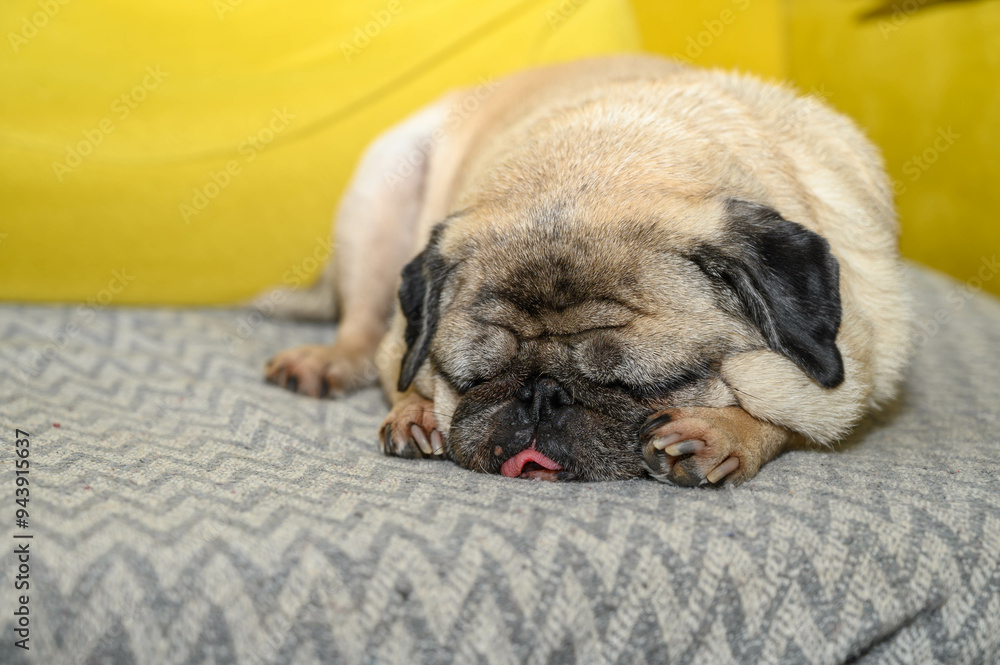 Obraz premium old pug resting on the sofa