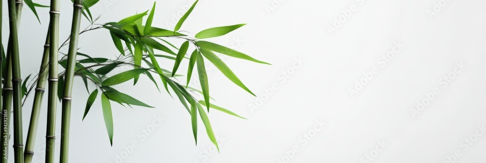 A close-up of the leaves of a bamboo plant. A close-up of the leaves of a bamboo plant.
