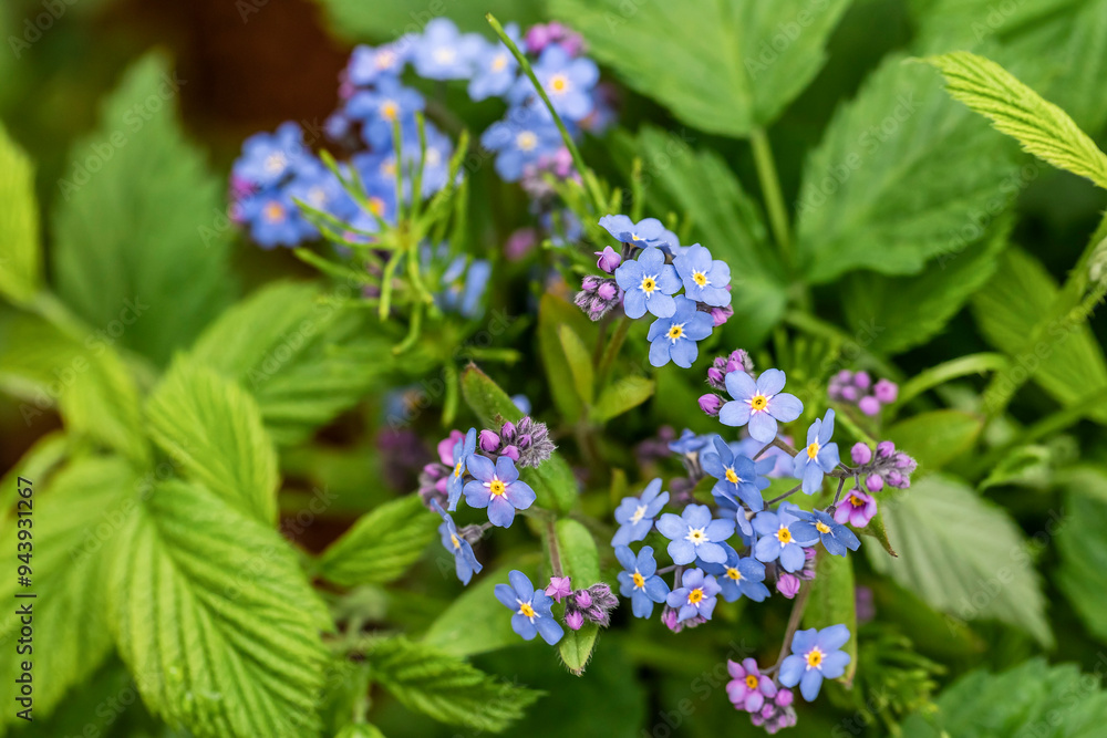 Close-up detail of forget-me-not flowers (Myosotis) surrounded by its green leaves in summer; Anchorage, Alaska, United States of America Close-up detail of forget-me-not flowers (Myosotis) surrounded by its green leaves in summer; Anchorage, Alaska, United States of America