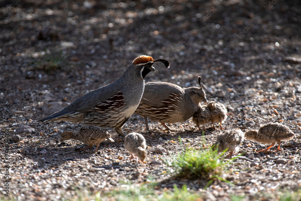 Male and female Gambel's Quail (Callipepla gambelii) with their tiny chicks in the Chiricahua Mountains near Portal, Southeast Arizona; Arizona, United States of America Male and female Gambel's Quail (Callipepla gambelii) with their tiny chicks in the Chiricahua Mountains near Portal, Southeast Arizona; Arizona, United States of America