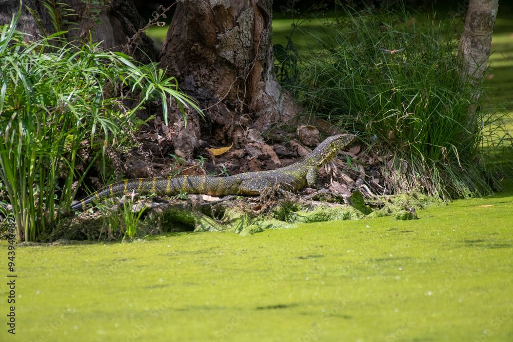 Nile Monitor Lizard (Varanus niloticus) on the edge of an algae-covered pond at Ngare Sero Mountain Lodge; Tanzania Nile Monitor Lizard (Varanus niloticus) on the edge of an algae-covered pond at Ngare Sero Mountain Lodge; Tanzania