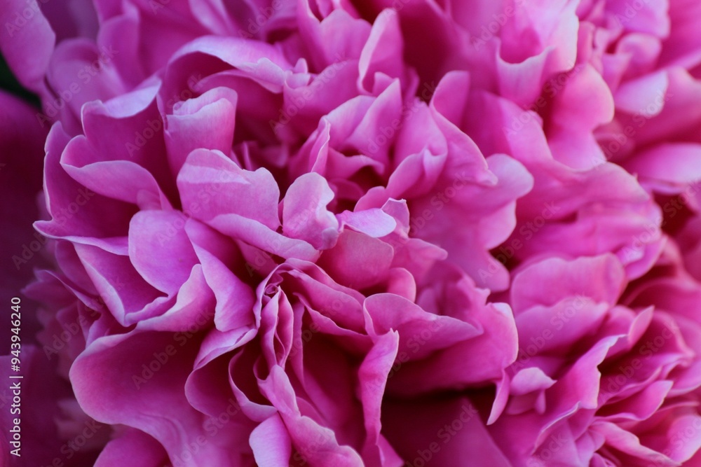 Bright pink peony flower close up Bright pink peony flower close up