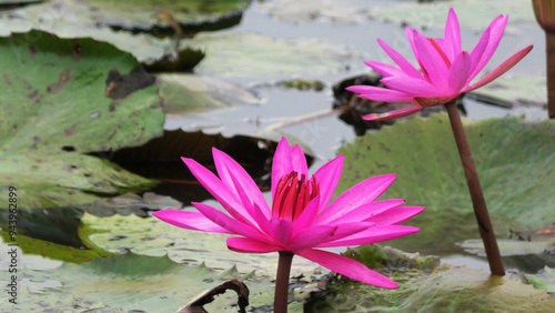 Bloomed pink water lily plants in the lake