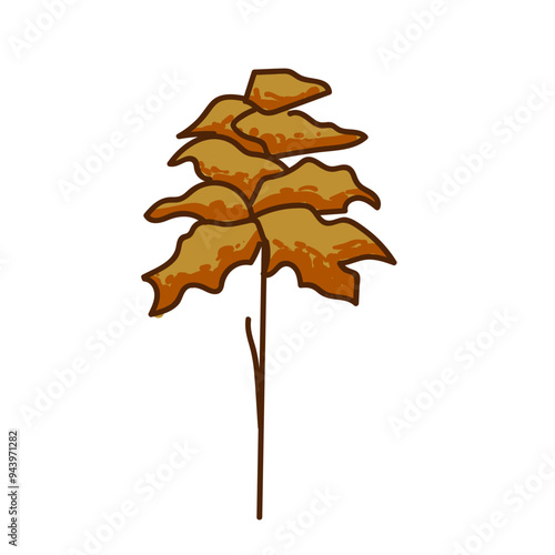 Golden Robinia
