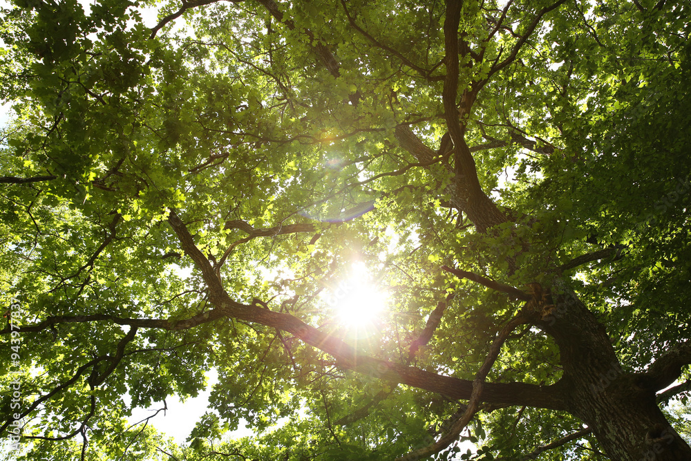 Fototapeta premium Beautiful green tree in forest, low angle view