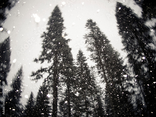 Low angle view of falling snow among tall silhouetted evergreen trees; Truckee, California, United States of America photo