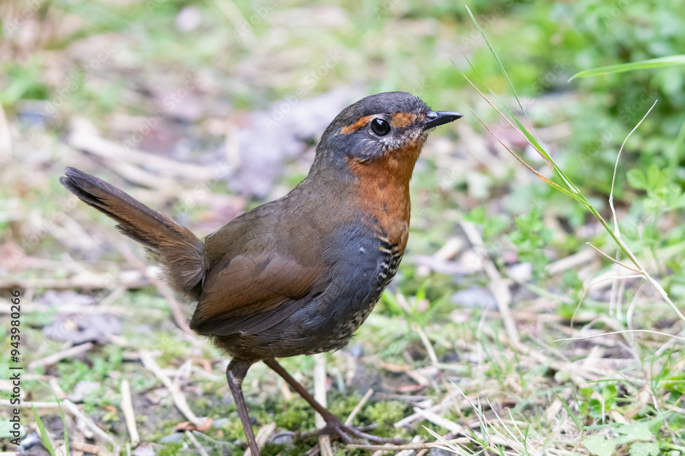 Pajaro Chucao típico del bosque chileno Pajaro Chucao típico del bosque chileno