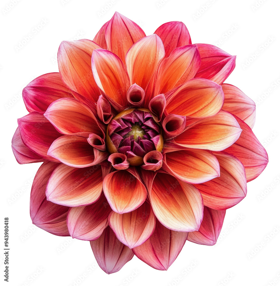 PNG Brightly colored dahlia flower in full bloom PNG Brightly colored dahlia flower in full bloom