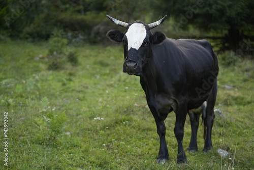 Wallpaper Mural Beautiful cow grazing on green grass outdoors Torontodigital.ca