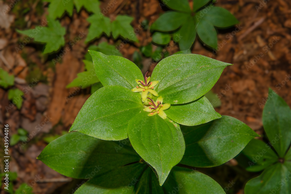 Cucumber Root wildflower with large green leaves Cucumber Root wildflower with large green leaves