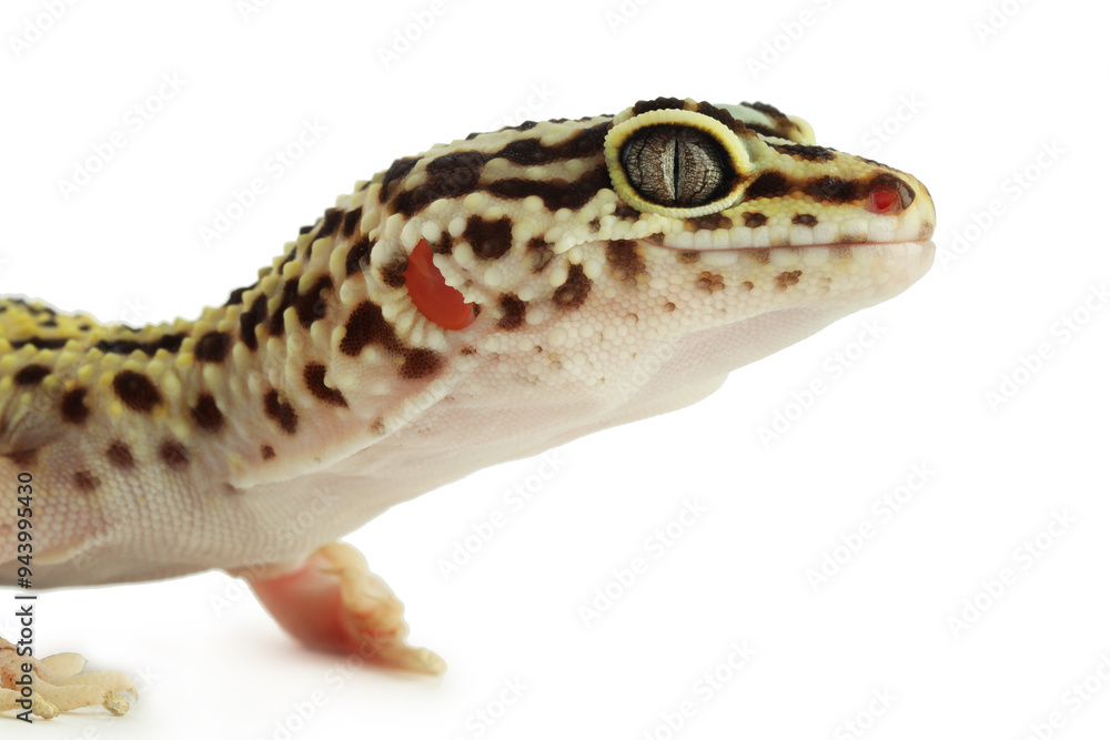 One beautiful gecko isolated on white, macro view. Exotic pet One beautiful gecko isolated on white, macro view. Exotic pet