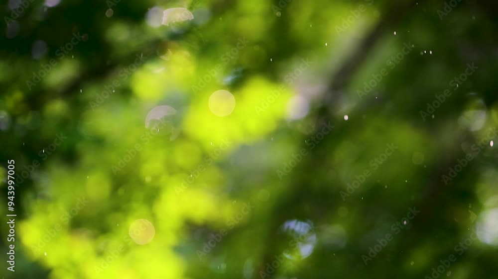 A late summer rain storm backlit looking towards the tree branches in our woods in Windsor in Upstate NY. A late summer rain storm backlit looking towards the tree branches in our woods in Windsor in Upstate NY.