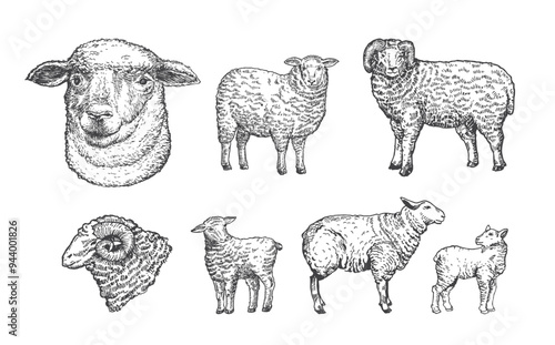 Lamb Sheep and Ram Domestic Animals Drawing Hand Drawn Engraving Style Cattle Silhouettes and Heads. Retro Vector illustrations Set Isolated