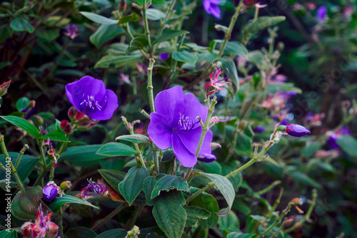 Pleroma urvilleanum (princess flower), a tropical evergreen shrub with soft hairy leaves and large, showy violet flowers. The plant is native to Brazil. Photo taken in Sonada, Darjeeling, West Bengal.