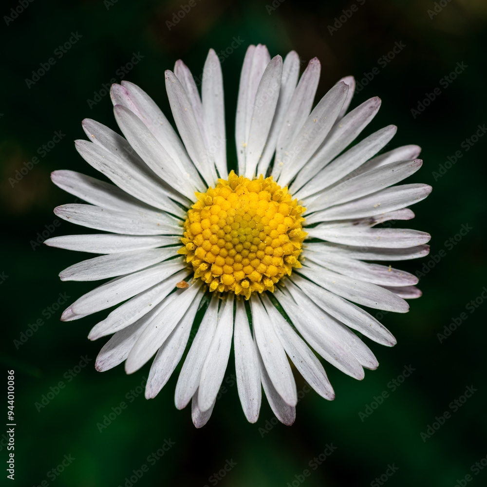 Obraz premium biała stokrotka z żółtym środkiem na czarnym tle