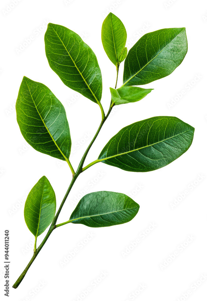 Naklejka premium PNG Fresh green leaves on a branch with a vibrant hue