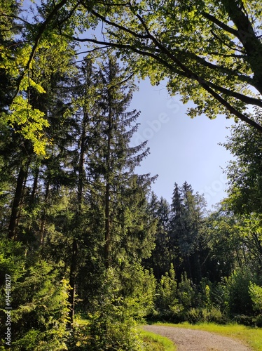 Spätsommerabend im Wald