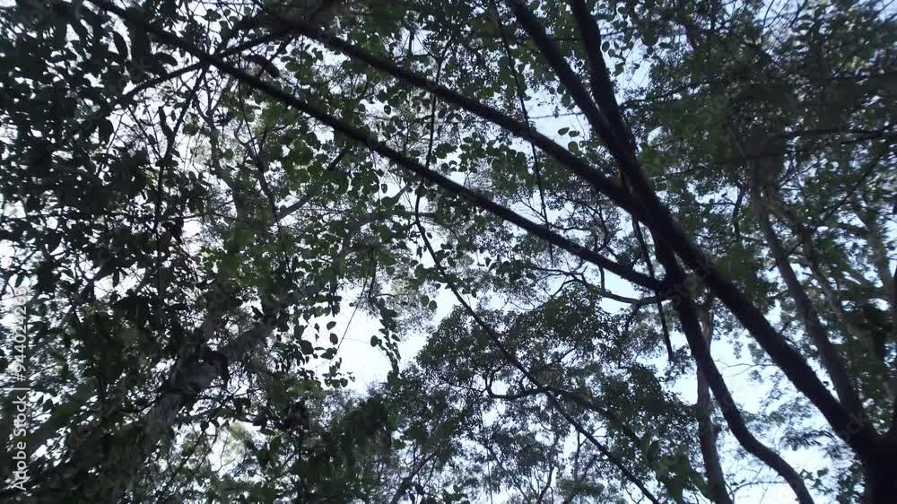 POV walking in the forest. Walking in the forest with low angle view and seeing large trees towering high POV walking in the forest. Walking in the forest with low angle view and seeing large trees towering high