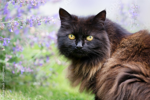 Portrait of a cute black cat with yellow eyes standing near a blossoming catnip plant in a garden