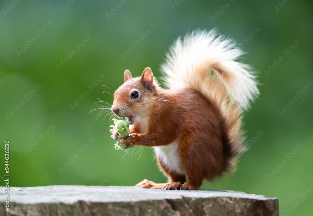 Portrait of a cute red squirrel eating green hazelnuts on a tree stump Portrait of a cute red squirrel eating green hazelnuts on a tree stump