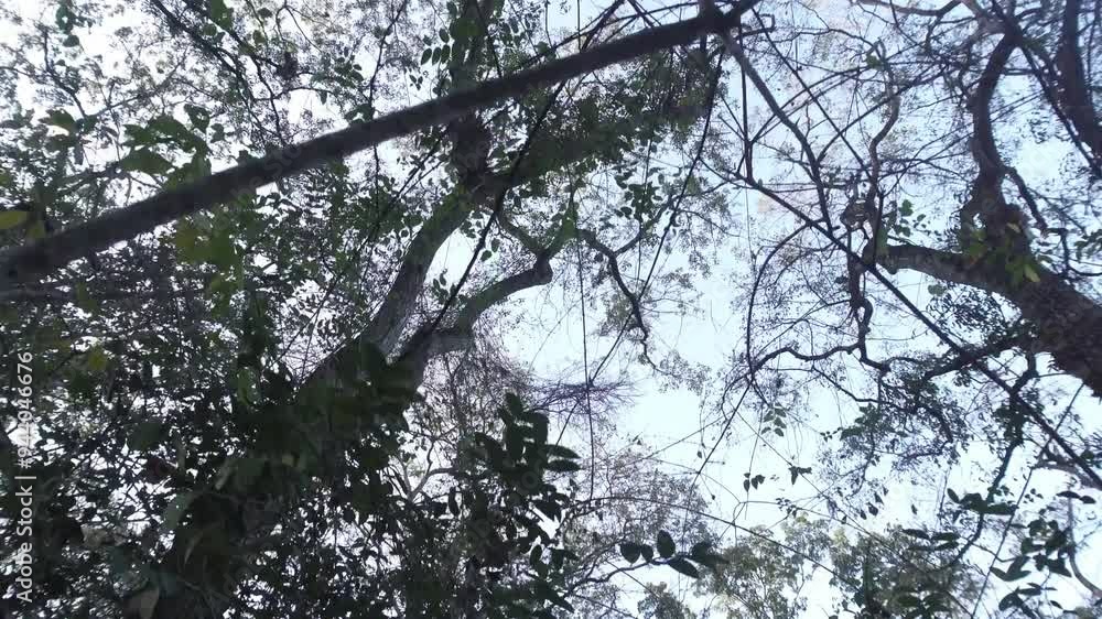Moving shots among the dry branches of the trees in forest autumn landscape, low angle view. Moving shots among the dry branches of the trees in forest autumn landscape, low angle view.