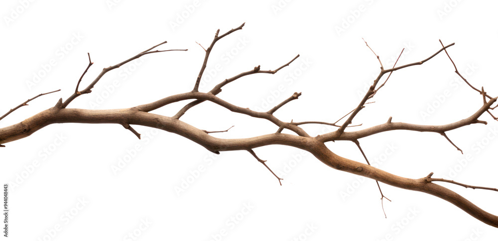 PNG Plant tree driftwood branch. PNG Plant tree driftwood branch.