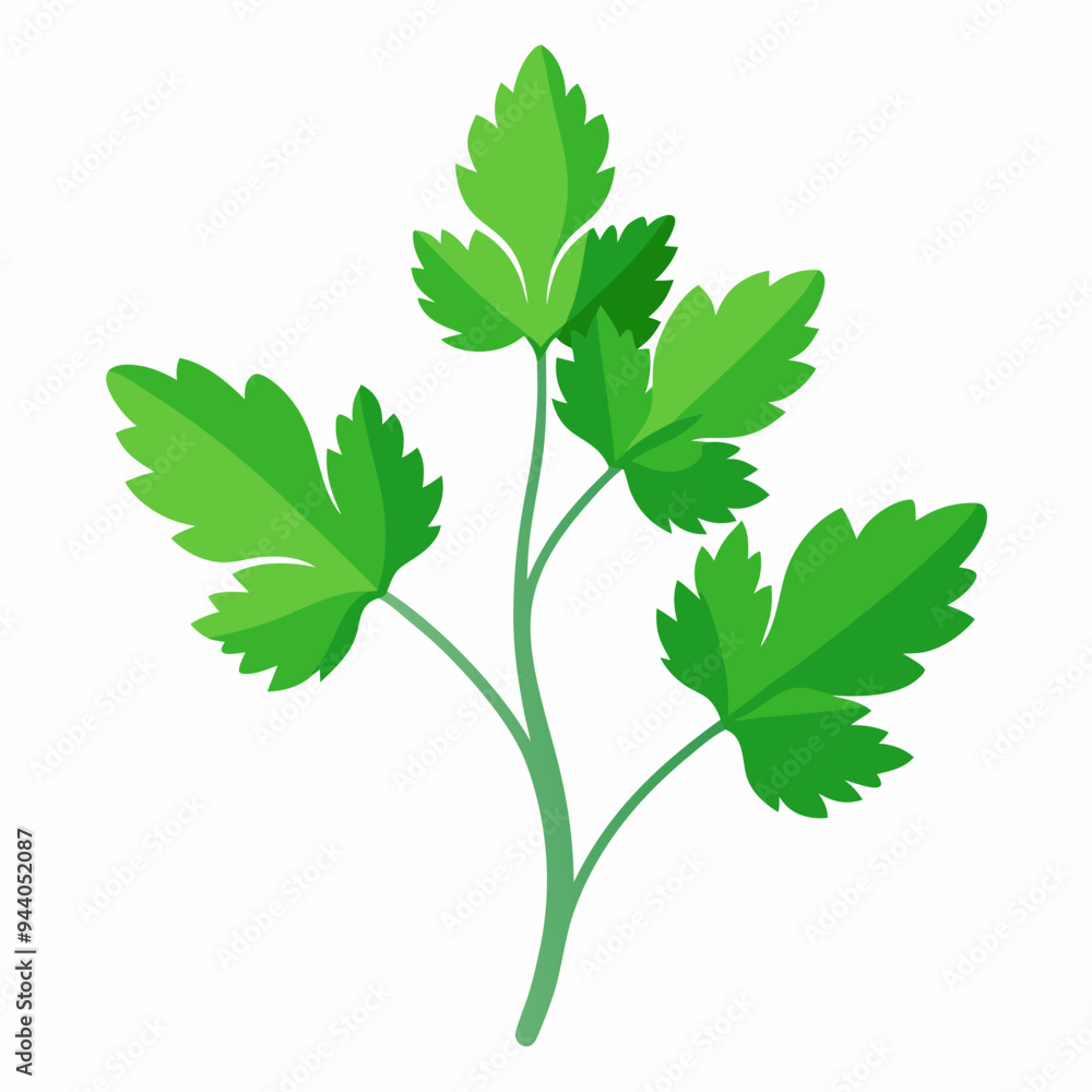 Coriander Plant Illustration on White Background Coriander Plant Illustration on White Background