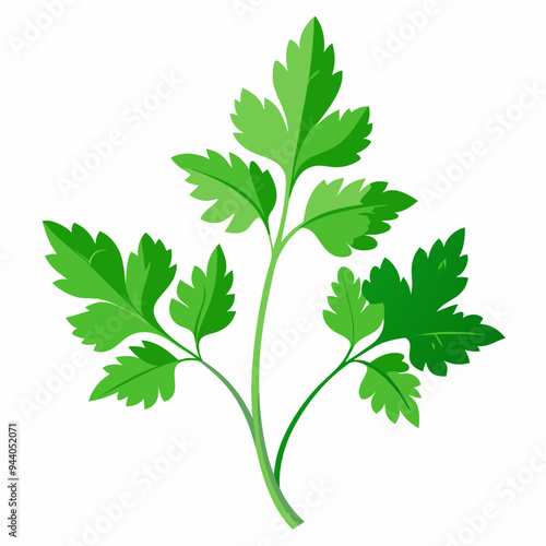 Coriander Plant Illustration on White Background