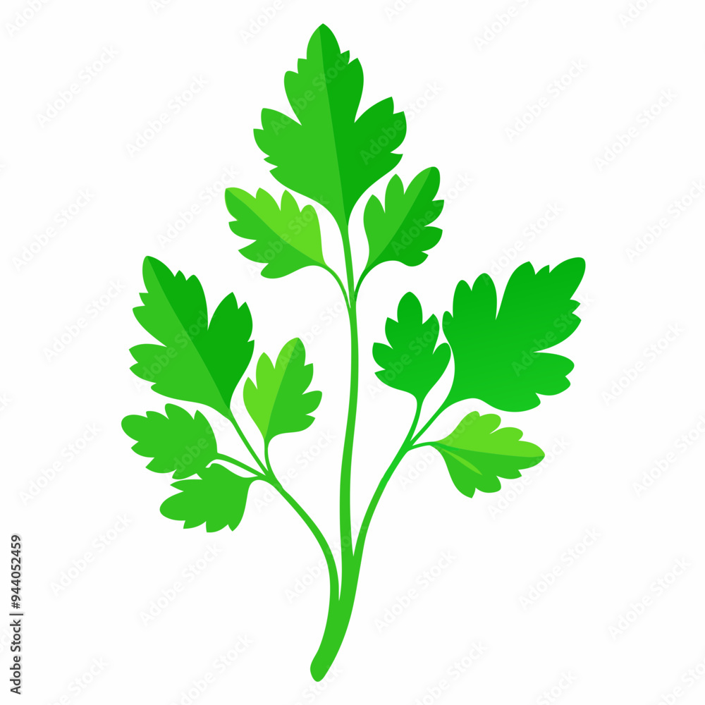 Naklejka premium Coriander Plant Illustration on White Background
